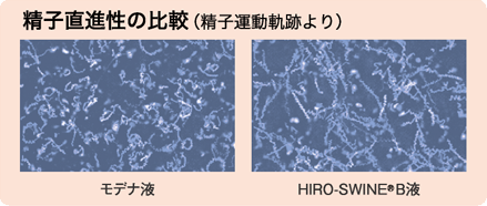 精子直進性の比較（精子運動軌跡より）